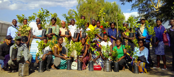 Zambia tree project